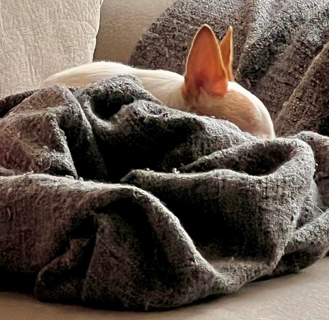 583AD2ED-3C7D-4CEE-A59A-5D2405B22CAF